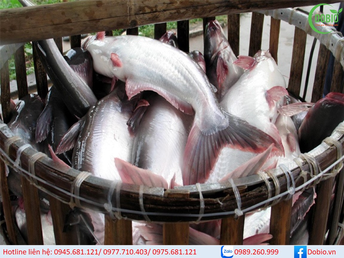 Phương pháp nuôi cá tra và cá basa trên bè hiệu quả nhất